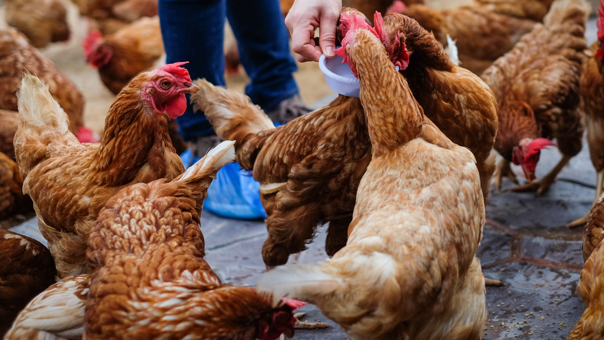 Măsuri in vederea reducerii riscului de infectare a pasarilor cu gripă aviară