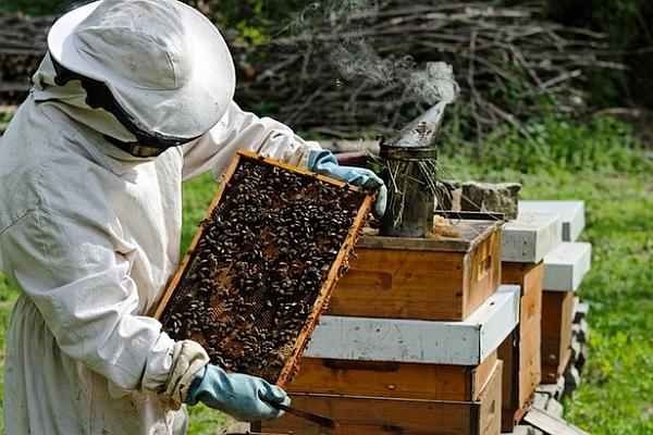 ANUNȚ! În atentia apicultorilor din comuna Cristesti: Depunere declaratii la sediul OJZ Botosani